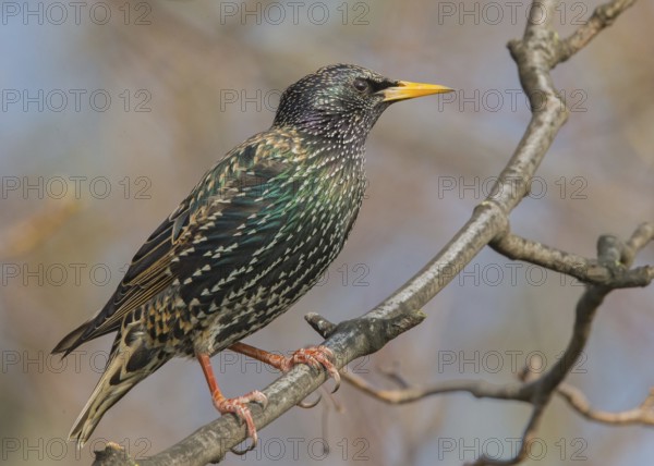 Common Starling (Sturnus vulgaris) Wales, United Kingdom