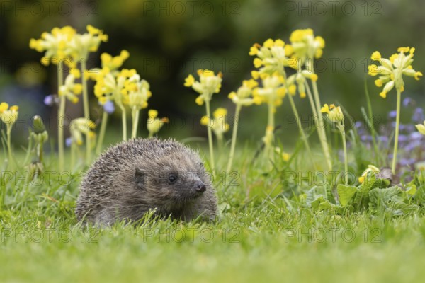 European hedgehog (Erinaceus europaeus) adult animal on a garden grass lawn with Cowslip flowers in the spring, England, United Kingdom