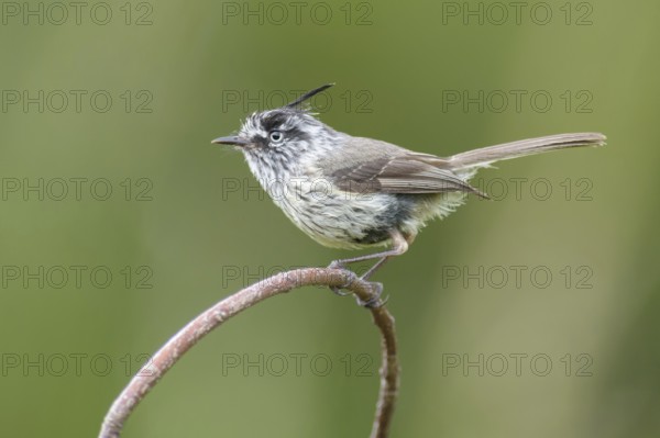 Tufted Tit-Tyrant (Anairetes parulus), Los Rios, Chile