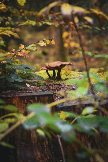 A single mushroom growing on an old tree trunk surrounded by autumn leaves, Calw, Black Forest, Germany