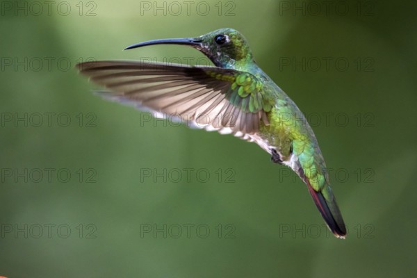 Green-breasted Mango (Anthracothorax prevostii) female flying, Peten, Guatemala