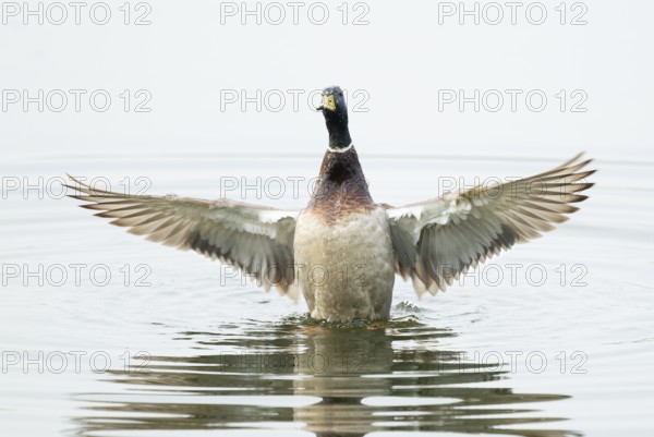 Mallard (Anas platyrhynchos), male, on a lake, flapping his wings, Lower Saxony, Germany