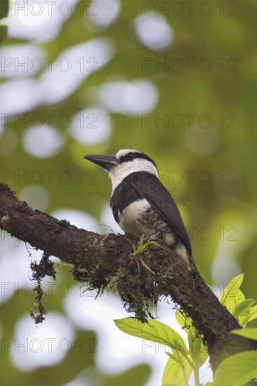 White-necked Puffbird (Notharchus hyperrhynchus), Costa Rica