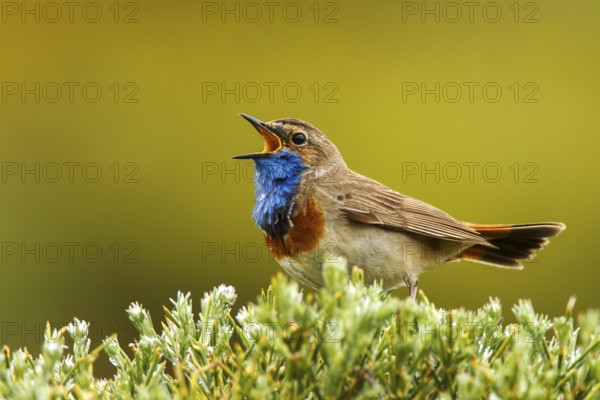 Bluethroat (Luscinia svecica cyanecula) male singing, Avila, Spain