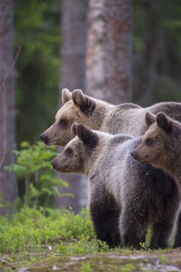 Eurasian Brown Bear (Ursus arctos) mother with two cubs in forest, Finland