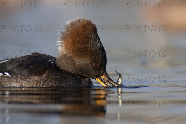 Hooded Merganser (Lophodytes cucullatus) female, British Columbia, Canada