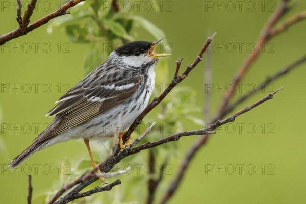Blackpoll Warbler (Dendroica striata) perched on a branch in Nome, Alaska