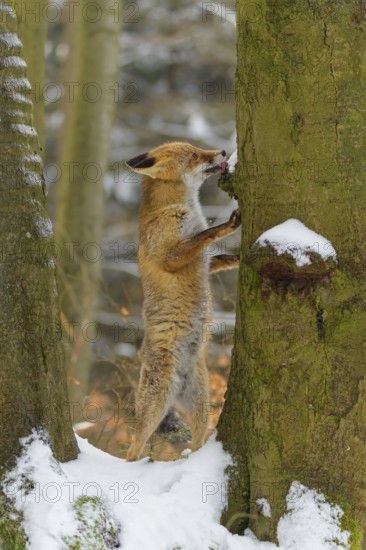 Red fox (vulpes vulpes), standing up against a tree in a snowy forest, surrounded by trees and green moss, Czech Republic
