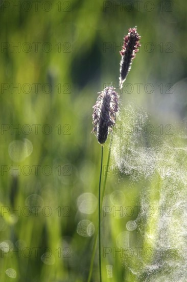 Pollen count, spring, Germany
