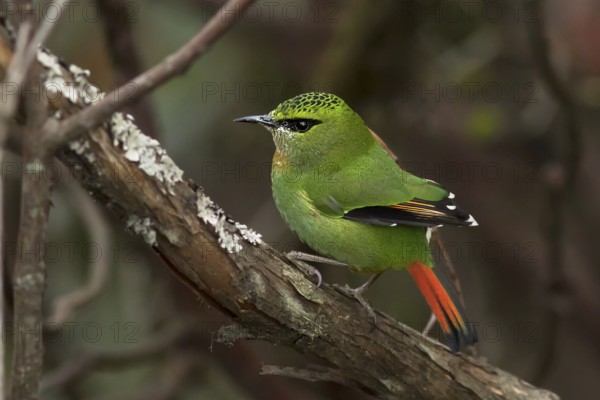 Fire-tailed Myzornis (Myzornis pyrrhoura) feeding on Rhododendron, Darjeeling, India
