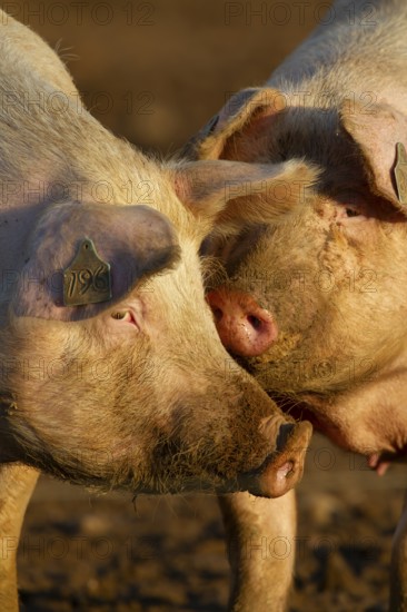 Domestic pig (Sus scrofa domesticus) two adult farm animals standing in mud in a field, England, United Kingdom