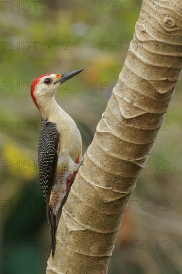 Yucatán Woodpecker (Melanerpes pygmaeus) perched on a brnach near Cancun on the Yucatan Peninsula of Mexico