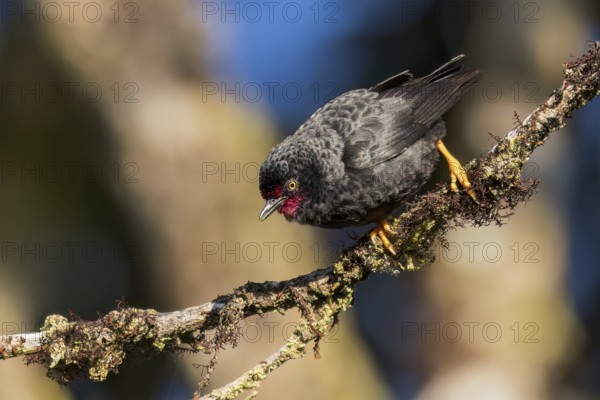 Black Sittella (Daphoenositta miranda) perched on a branch in Papua New Guinea