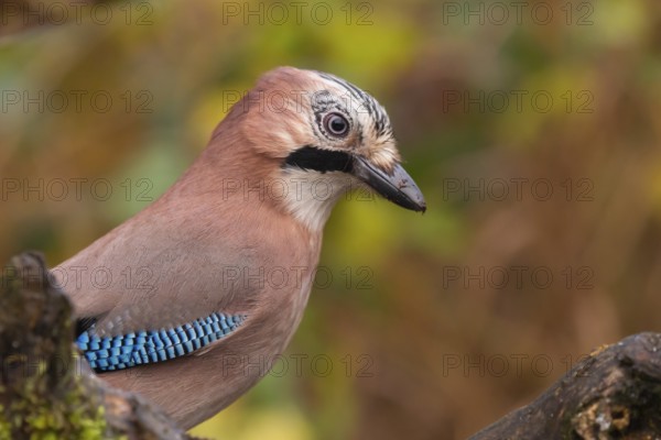 Eurasian Jay (Garrulus glandarius), Lower Saxony, Germany