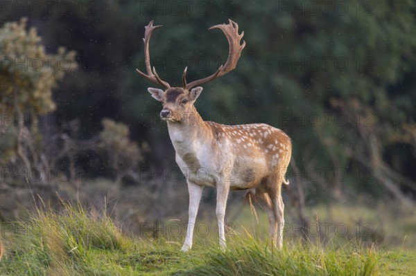 Fallow deer (dama dama), male, deer, Zandvoort, North Holland, Netherlands