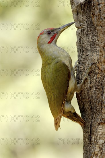 European Green Woodpecker (Picus viridis) male, Andalusia, Spain