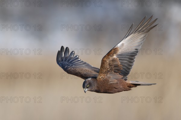 Rohrweihe; lat. Circus aeruginosus; im Suchflug über Schilfwald; Männchen im 2. Lebensjahr, Terzel; Feuchtgebiet am Schwarzen Meer bei Burgas