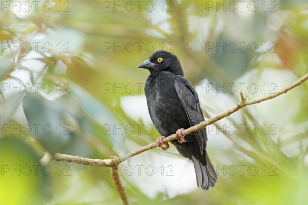 Vieillot's Black Weaver (Ploceus nigerrimus) male, Queen Elizabeth National Park, Uganda