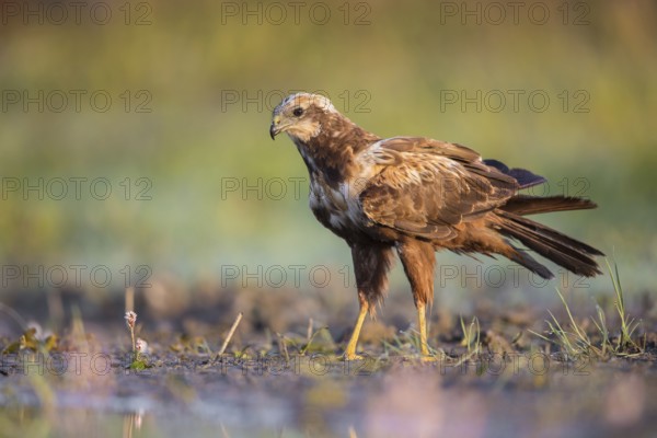 Western Marsh Harrier (Circus aeruginosus), Poland