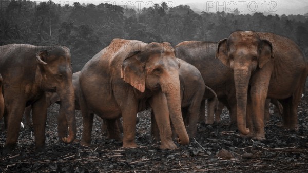 Four Asian elephants (elephas maximus) standing together in a cloudy field against a wooded background, Pinnawela Elephant Orphanage, Sri Lanka