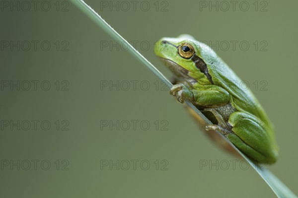 European tree frog (Hyla arborea), Zandvort, Netherlands