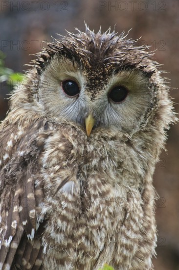 Ural Owl (Strix uralensis) juvenile, Bavaria, Germany