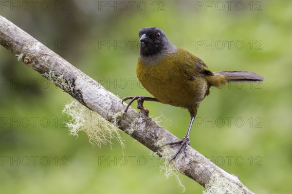 Large-footed Finch (Pezopetes capitalis) perched on a branch in Costa Rica