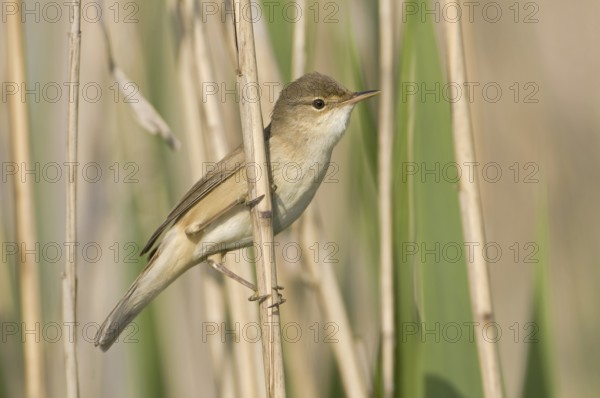 Eurasian Reed Warbler (Acrocephalus scirpaceus), Saxony, Germany