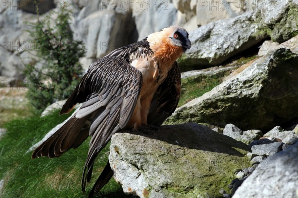 Bearded vulture (Gypaetus barbatus) Alpenzoo Innsbruck, Tyrol, Austria, Tyrol, Austria