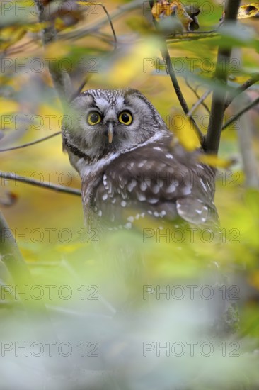 Rauhfusskauz (Aegolius funereus), Boreal owl, adultes Tier, aufmerksam, Oktober, captive, Nationalpark Bayerischer Wald, Bayern, Deutschland