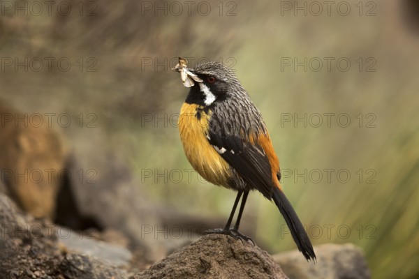 Drakensberg Rockjumper (Chaetops aurantius) male carrying insect, Kwazulu-Natal, South Africa
