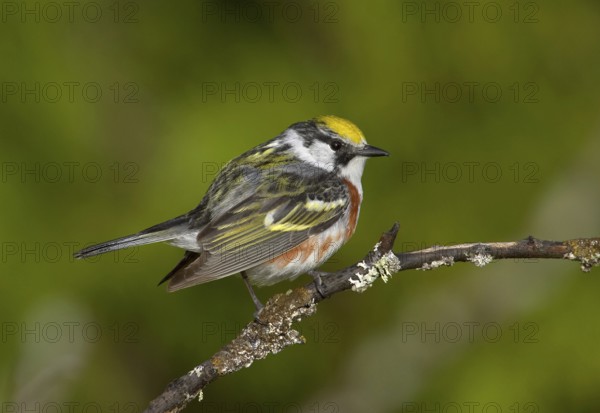Chestnut-sided Warbler (Setophaga pensylvanica), Michigan, USA
