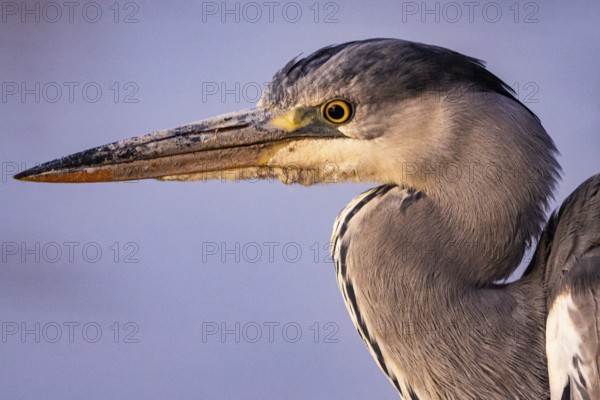 Grey heron (Ardea cinerea) Germany