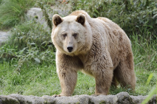 Syrian brown bear (Ursus arctos syriacus), captive, Germany