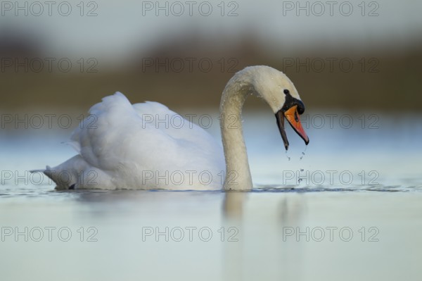 Mute swan (Cygnus olor) adult bird on a lake, England, United Kingdom