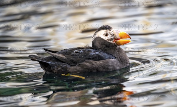 Yellow-crested flounder (Fratercula cirrhata), swimming in the water, Alaska, USA
