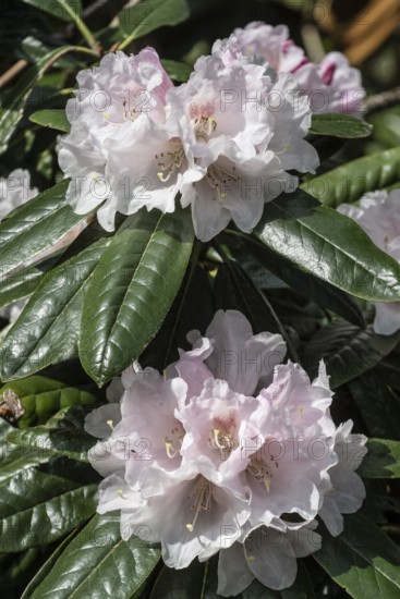 Rhododendron blossom (Rhododendron Teddy Bear), Emsland, Lower Saxony, Germany