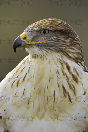 Ferruginous Hawk (Buteo regalis), Arizona, USA