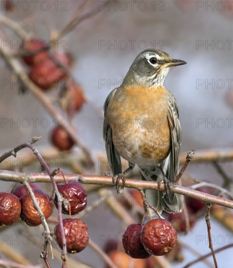 American Robin (Turdus migratorius), Saskatchewan, Canada