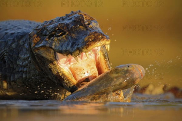 Crocodile Yacare Caiman, with fish in with evening sun, animal in the nature habitat, action feeding scene, Pantanal, Brazil