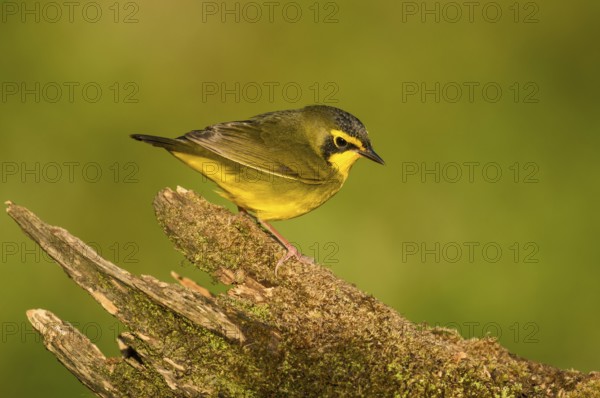 Kentucky Warbler (Geothlypis formosa) male perched on an old mossy trunk, Texas, USA