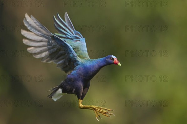 Purple Gallinule (Porphyrio martinica) flying, Ecuador