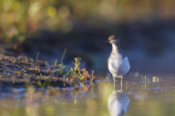 Common Sandpiper (Actitis hypoleucos) foraging, North Rhine-Westphalia, Germany