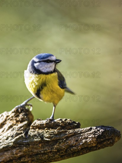 Blue Tit, Cyanistes Caeruleus