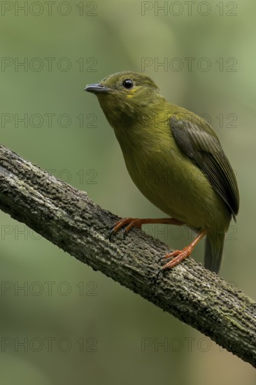 Golden-collared Manakin (Manacus vitellinus) perched on a branch in Panama