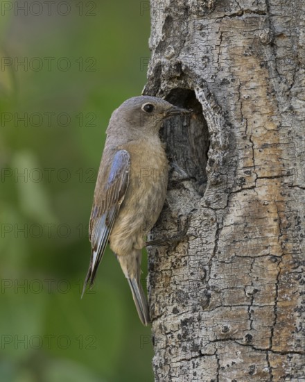 Western Bluebird (Sialia mexicana) at nest cavity in the Sierra Nevada mountains of California