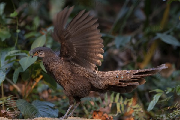 Grey Peacock-Pheasant (Polyplectron bicalcaratum) male flapping, Yunnan, China