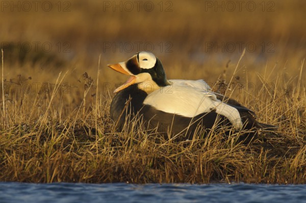 Spectacled Eider (Somateria fischeri) male, Alaska, USA