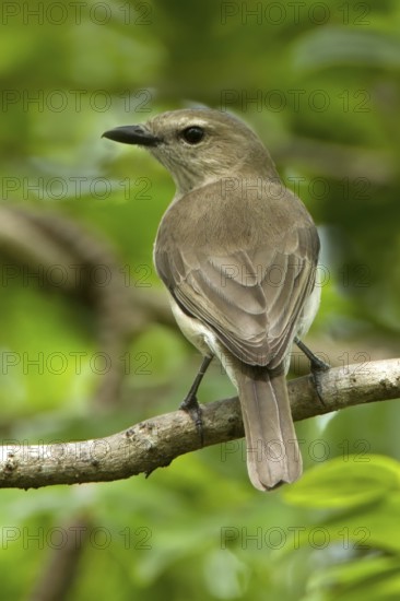Grey Whistler (Pachycephala simplex), Northern Territory, Australia
