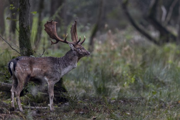 The fallow deer (Dama dama) attentively observes the activity on the rutting ground, rutting, mating season, deer rutting, autumn, October, Germany